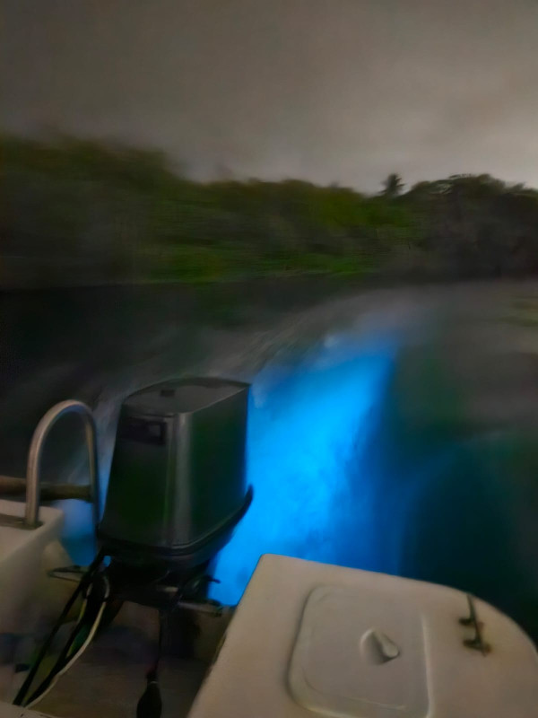 Bioluminescence Tour